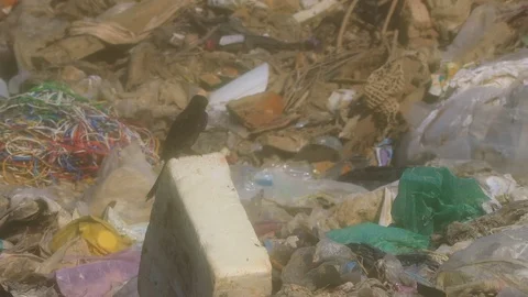 Bird on rubbish dump Stock Footage 123212911