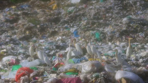 Bird on rubbish dump Stock Footage 128028824