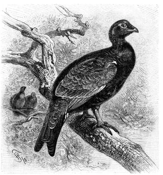 Bird Ruffed Grouse or Middle Grouse Tetrao hybridus medius intermedius Stock Illustration