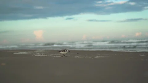 Bird running beach sunset - slowmotion Stock Footage 89886592
