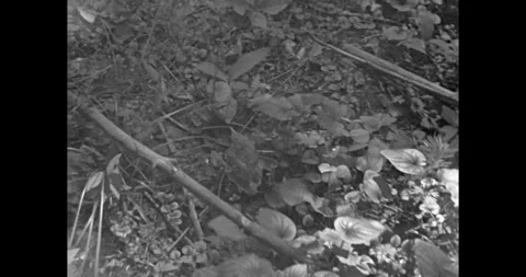 Bird running on the ground in forest, pursuit scene, USSR archive Stock Footage 333205065