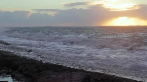 Bird runs from ocean waves Stock Footage 3980738