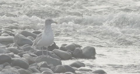 Bird - Rushing Water Stock Footage 164810649