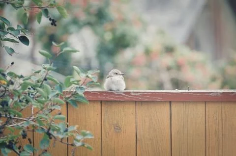 Bird on a rustic fence Stock Photos