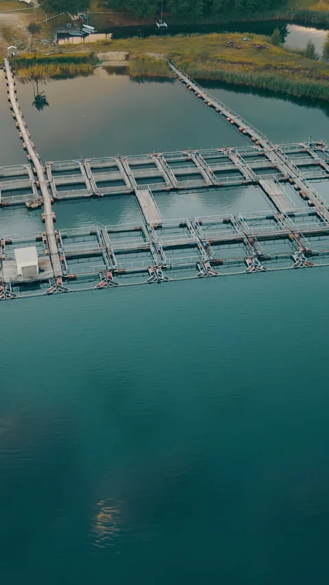 Bird s-eye view of a fish farm on a lake at sunset. Farming enclosures with Stock Footage 313618371