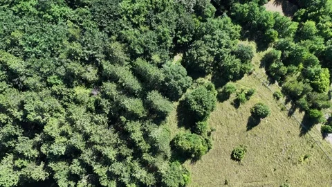 Bird s Eye View of Lush Forested Area Surrounded by Vibrant Green Fields During Stock Footage 281300507