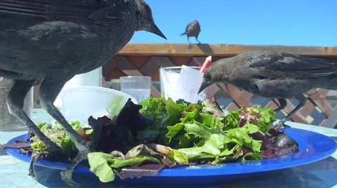 Bird Salad 1 Video stock 781841