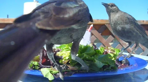 Bird Salad 2 Stock Footage 781850