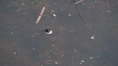 Bird Sanctuary Stock Footage