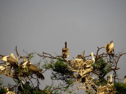 Bird sanctuary Stock Photos