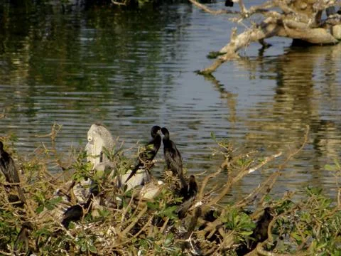 Bird sanctuary 스톡 사진