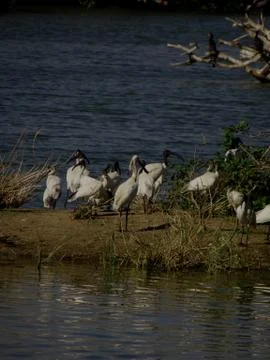 Bird sanctuary 스톡 사진