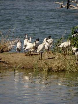 Bird sanctuary 스톡 사진