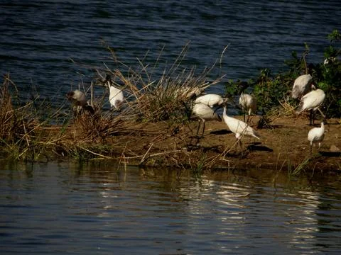 Bird sanctuary Stock Photos