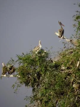 Bird sanctuary Stock Photos