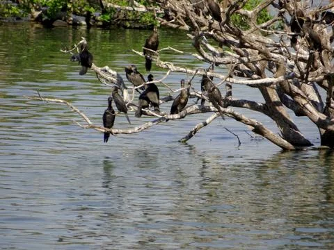 Bird sanctuary 스톡 사진