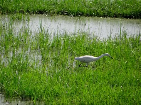 Bird sanctuary 스톡 사진