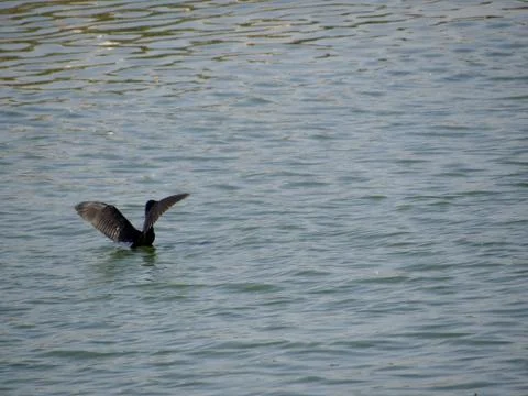 Bird sanctuary 스톡 사진