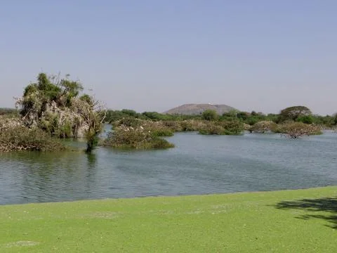 Bird sanctuary 스톡 사진