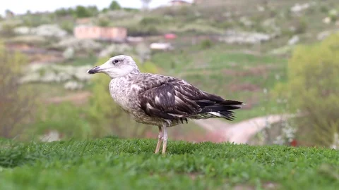 Bird sanctuary: Seagull in the grass Stock Footage 88703215