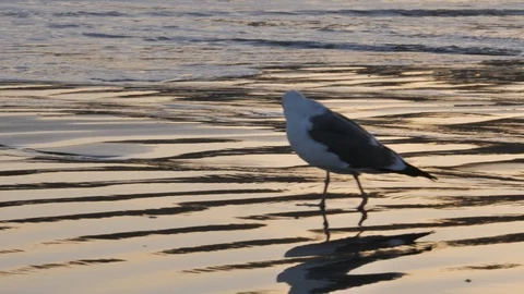 Bird on the sand Stock Footage 99687457
