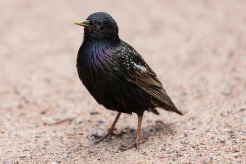 Bird in the sand Stock Photos
