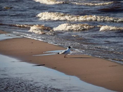 Bird in the sand Stock Photos