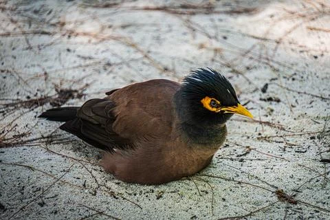 Bird on sand Stock Photos
