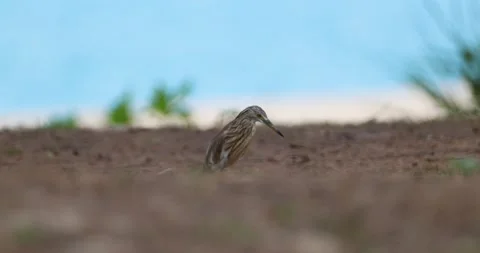 Bird on sandy ground, blurred background, Yellow Bittern Pond Heron, Stock Footage 305927809
