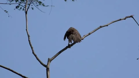 Bird Scratching on Tree Branch – Blue Sky Background Stock Footage 304845605