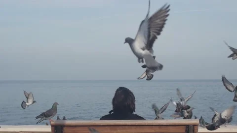 Bird, sea and man Stock Footage
