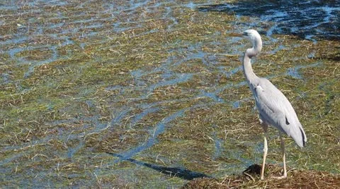 Bird by the sea Stock Footage 20476505
