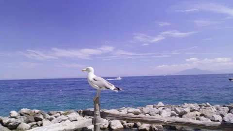 Bird by the sea Stock Footage 245834926