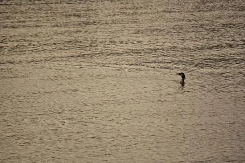 Bird in the sea Stock Photos