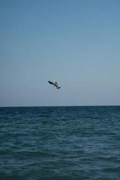 Bird on the sea Stock Photos