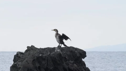 Bird on sea stack in Izu Peninsula, Shizuoka, Japan Video stock 331342889