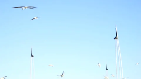 Bird seagull flies over the ship in the Caspian Sea, Baku,Azerbaijani Stock Footage 130963025