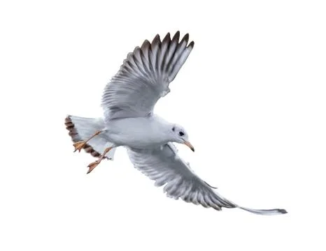 Bird of the seagull in flight. Stock Illustration