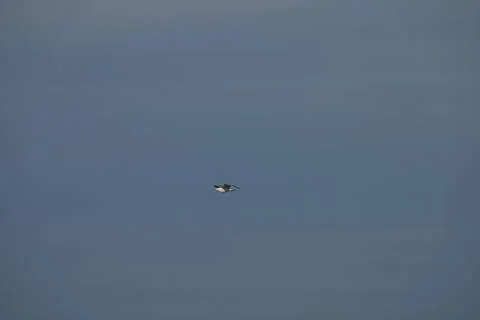 Bird, seagull, flying in the sky Stock Photos
