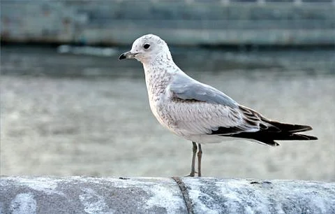 Bird - seagull Stock Photos