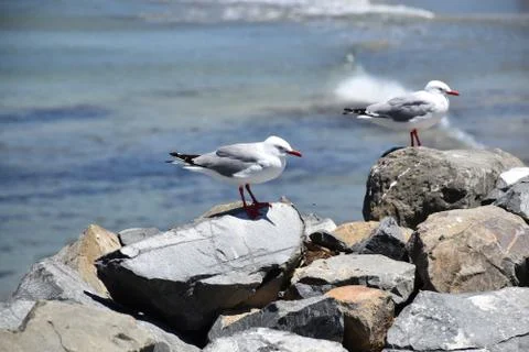 Bird Seagull Stockfoto's