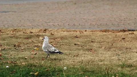 Bird seagull walking on the ground Stock Footage 99496563
