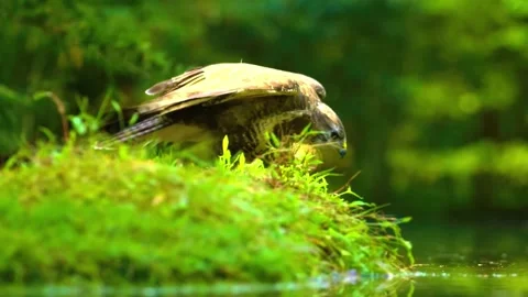 Bird Searching on Moss Stock Footage 292821460