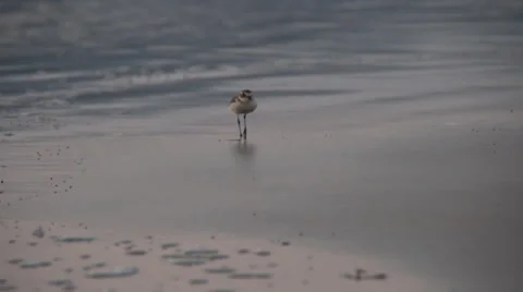 A bird on the seashore Stock Footage 37345456