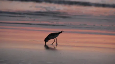 A bird on the seashore Stock Footage 37346851