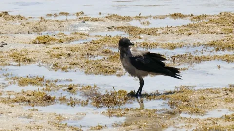 Bird seaside Stock Footage 52548273