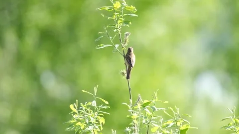 Bird Sedge warbler Stock Footage 274787868