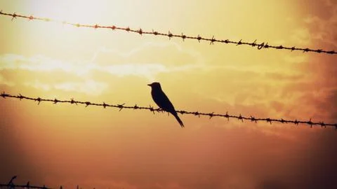 A bird see the sky 스톡 사진