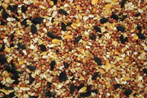 Bird seed background Foto stock