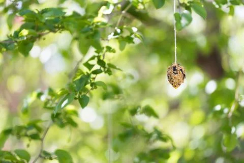 Bird seed bird feeder Stock Photos